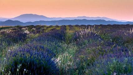 Lavender 9