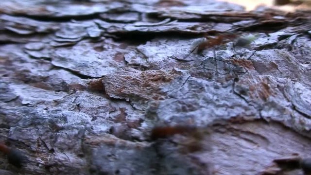 Formica rufa ants on tree bark close-up in Siberia on Baikal.