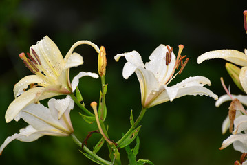 Lilies in drops of water after rain