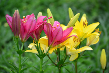 Fototapeta premium Lilies in drops of water after rain
