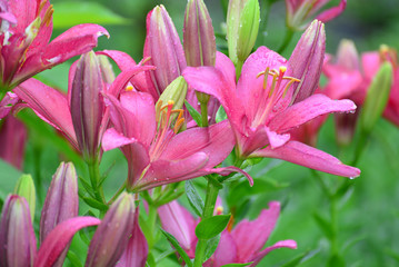 Lilies in drops of water after rain