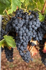 Tempranillo, Cluster of grape at the vineyard.