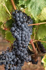 Tempranillo, Cluster of grape at the vineyard.