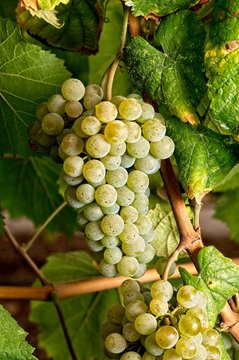 cluster of grape at the vineyard. Alvarino