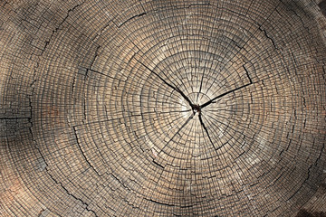 Fond de texture d& 39 anneaux d& 39 arbre