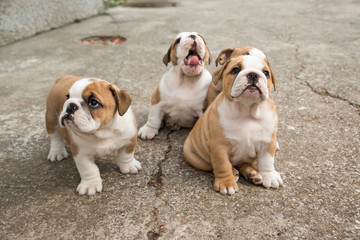 Cute English Bulldog Puppies 
