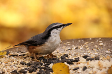 Nuthatch in the fall in the forest at the trough eats sunflower seeds background orange bokeh