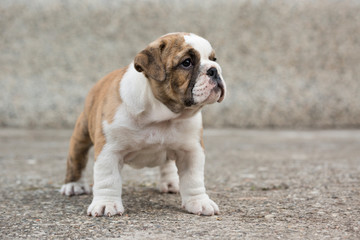 Cute English Bulldog Puppies 
