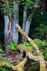 white tree trunk with mossy old branches and trunks on ground