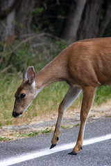 adult deer moving along road to eat overgrown grass