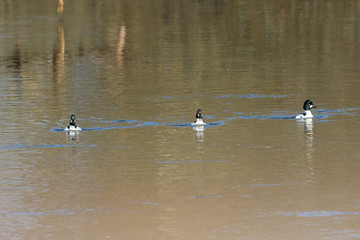 Three Goldeneye swimming in the river in spring
