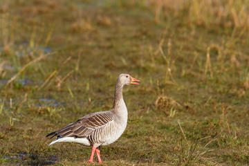 Greylag goose standing on grass meadow in the spring