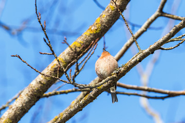 Singing Common Chaffinch on a branch at spring