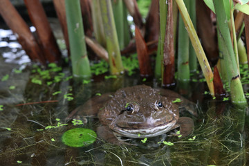 Frog in water rest in the nature lake animal wildlife