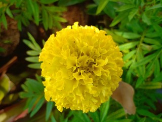 Flower garden vol.37