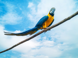 Blue African parrot with clear blue sky on wooden trunk