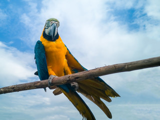 Blue African parrot with clear blue sky on wooden trunk © Napatsan