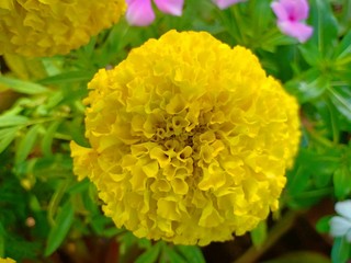 Flower garden vol.55