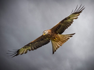 Red Kite In Flight