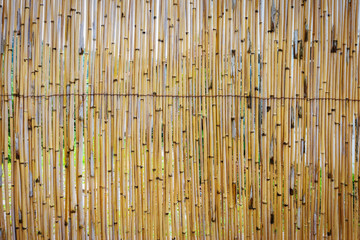 Bamboo fence background