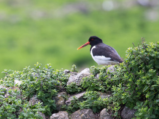 Oystercatcher On A Wall