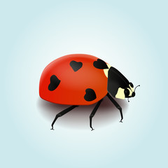 Ladybug. Realistic vector icon