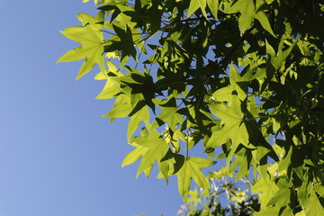 Bright green leaves on a blue sky. Liquidambar styraciflua.