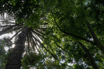 Sun shining through Canopy of Tropical Trees. Summer Sunlight. Branches and Environment.