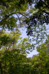 Sun shining through Canopy of Tropical Trees. Summer Sunlight. Branches and Environment.