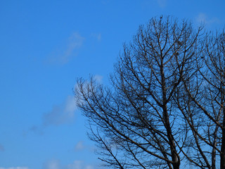 Alberi