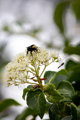 vertical shot of bee on white small blooms in summer