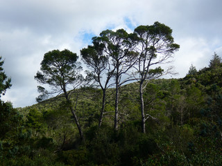 Alberi