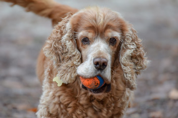 cocker spaniel with ball in its mouth
