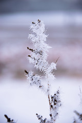 goldenrod with frost