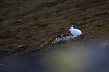 Mountain Hare in winter white moult sitting on snowless heather in the cairngorms NP, scotland.