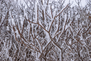 hoar frost on branches