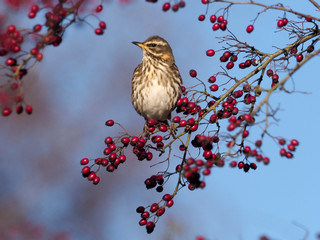Redwing, Turdus iliacus