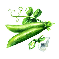 Green fresh peas with leaf and flower, Watercolor hand drawn illustration  isolated on white background