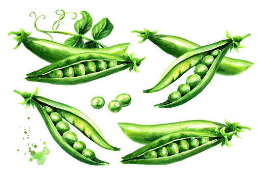 Green fresh peas set, Watercolor hand drawn illustration,  isolated on white background