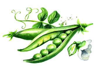 Green peas. Watercolor hand drawn illustration  isolated on white background