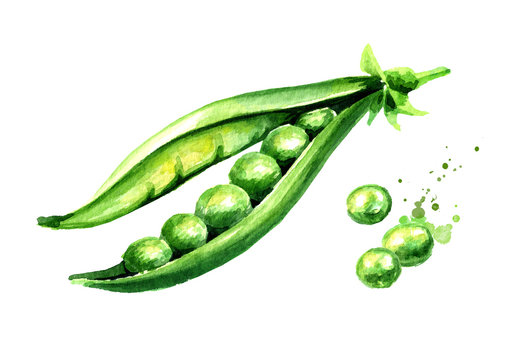 Green peas, Watercolor hand drawn illustration  isolated on white background