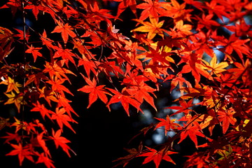 逆光に光る紅葉