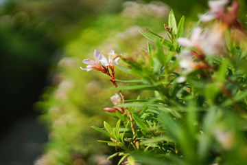 branch with red berries
