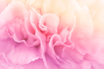 pink rose petals for background