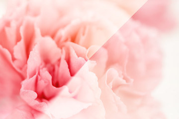 pink rose petals soft blur for background