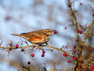 Redwing, Turdus iliacus