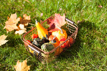 Jesienna kompozycja dyń w koszyku na trawniku - 239035109