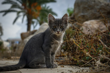 kitten on the street