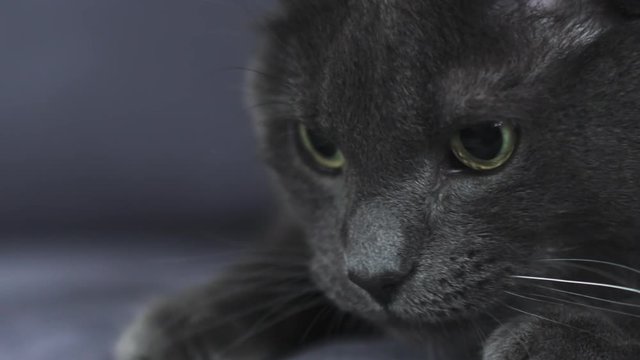 Slow motion of big gray cat playing hunting with big eyes handheld