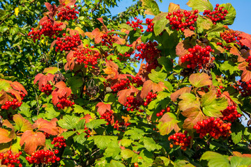 red bright ripe fruits of viburnum